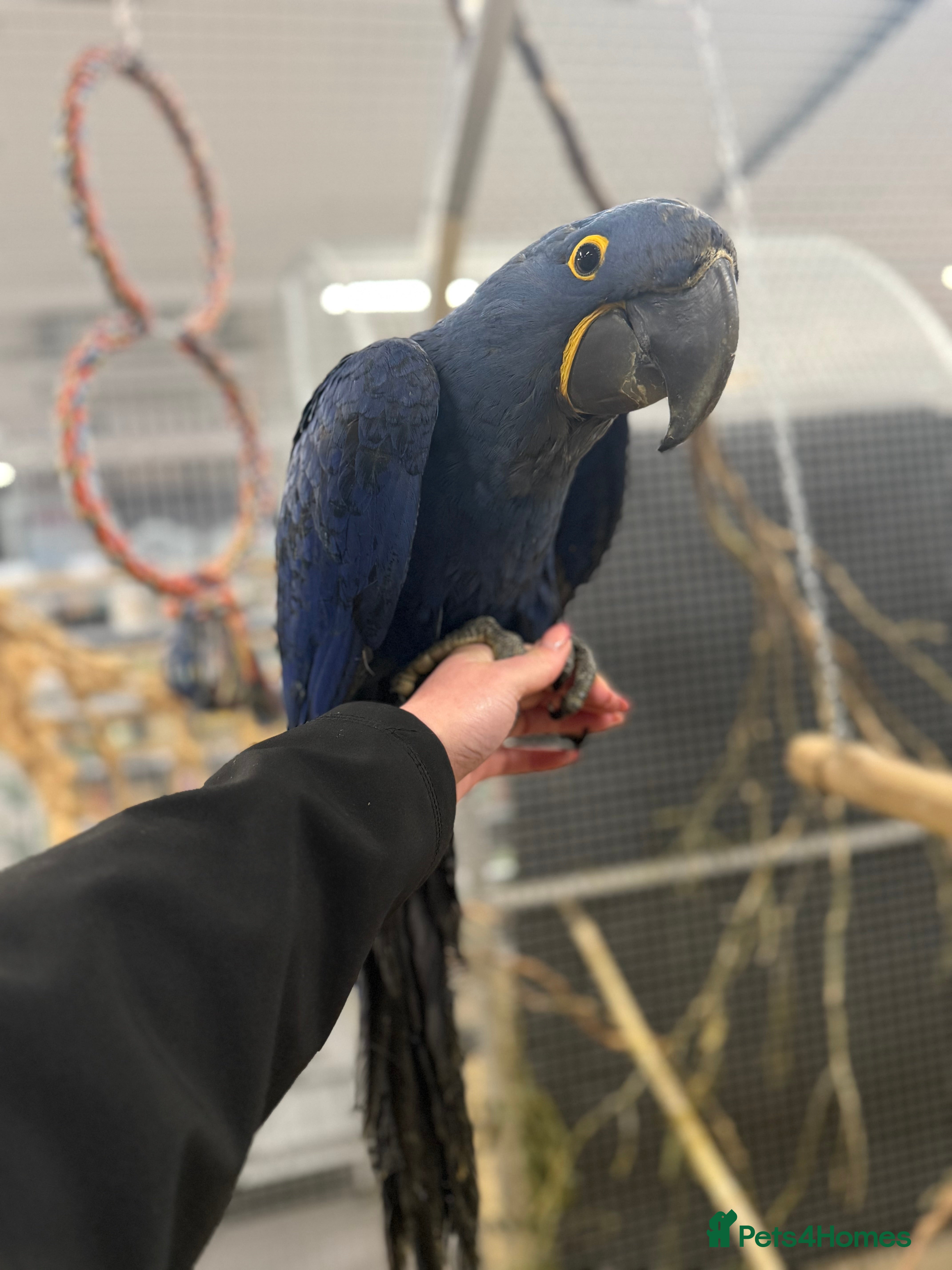 Macaws birds Beautiful Baby Handreared Hyacinth Macaw  - Advert 5