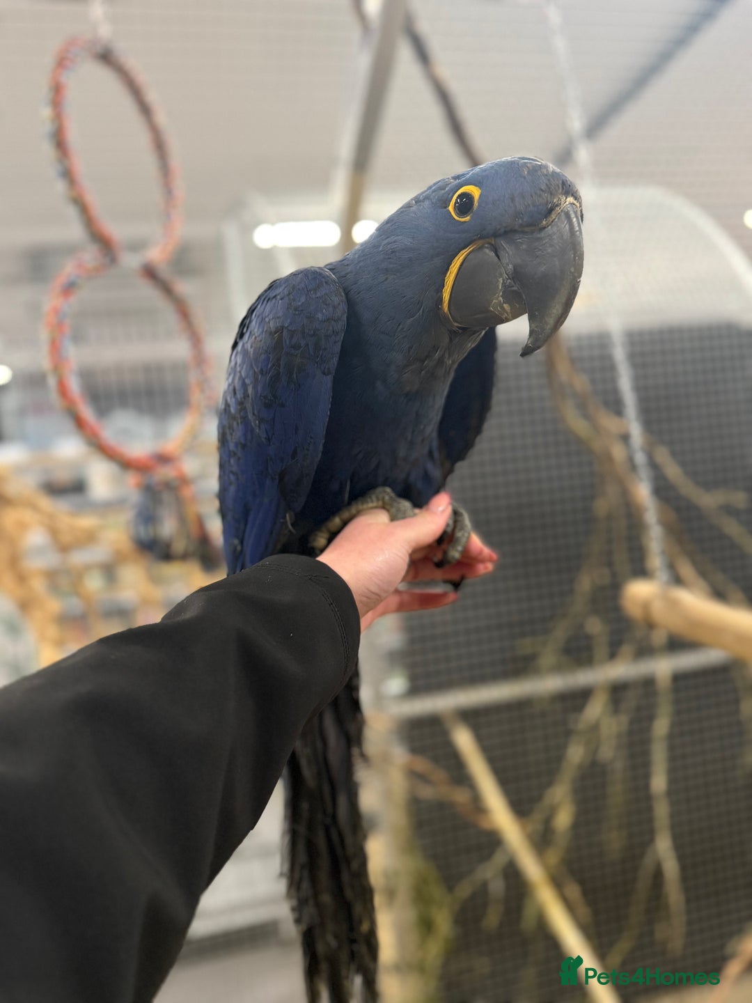 Macaws birds for sale: Beautiful Baby Handreared Hyacinth Macaw  - Advert 1
