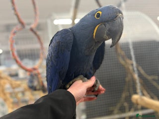 Macaws birds Beautiful Baby Handreared Hyacinth Macaw - Advert 5