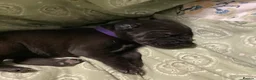 Great Dane dogs for sale: Great Dane puppies for sale - Advert 7