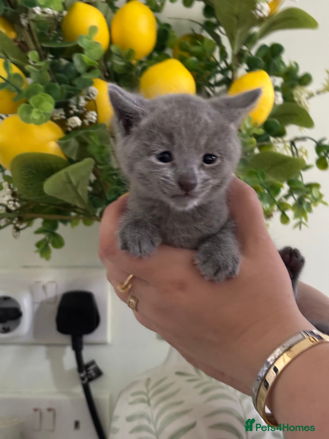 Russian Blue cats for sale: TICA pedigree Russian blue kittens 🐱  - Image 4