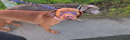 Hungarian Vizsla dogs for sale: KC Viszla needs rehoming 1 year 2 months - Advert 5
