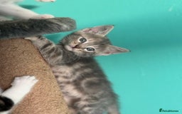 Maine Coon cats for sale: Adorable half mainecoon kittens for sale  - Image 6