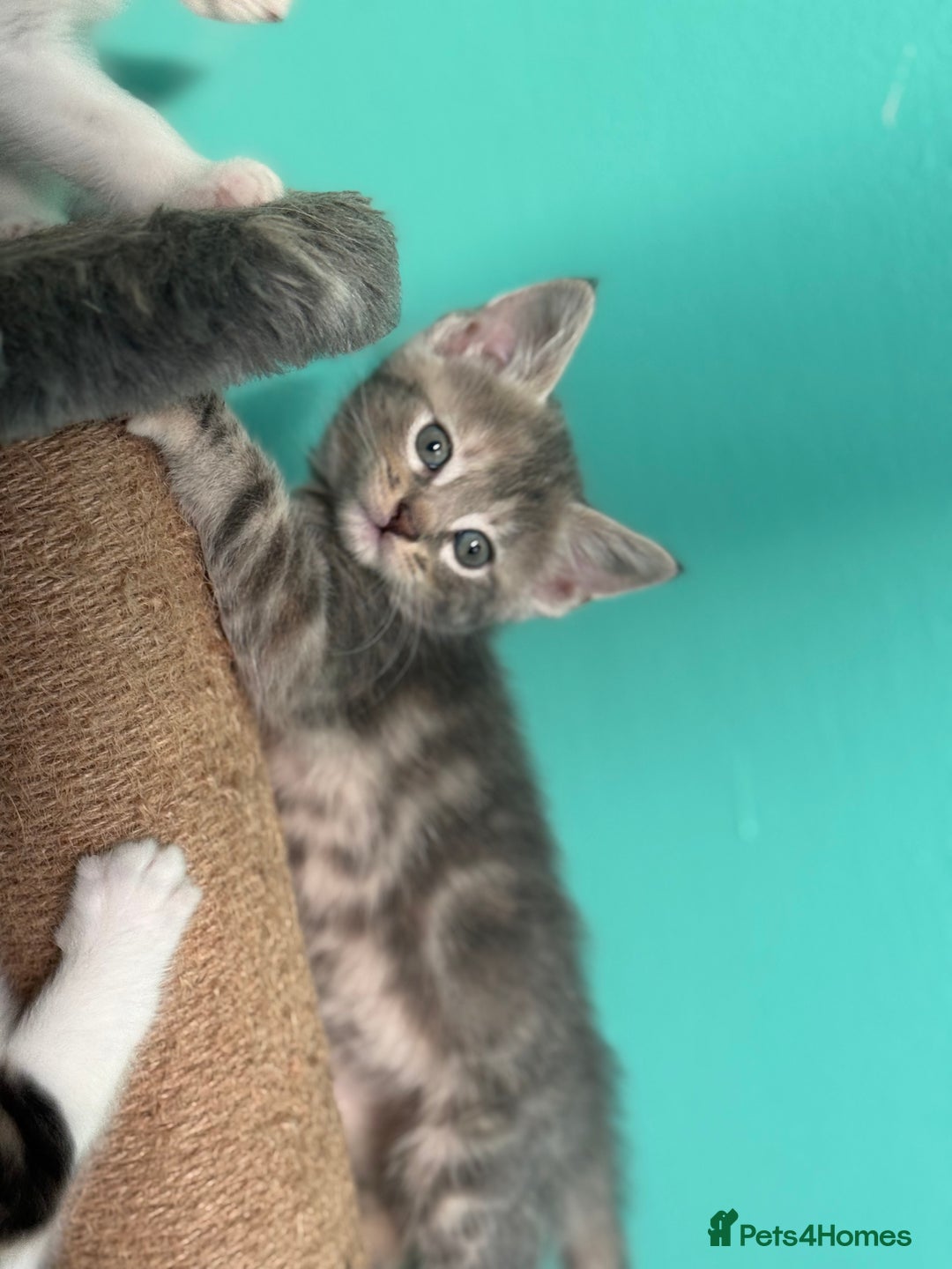 Maine Coon cats for sale: Adorable half mainecoon kittens for sale  - Image 6