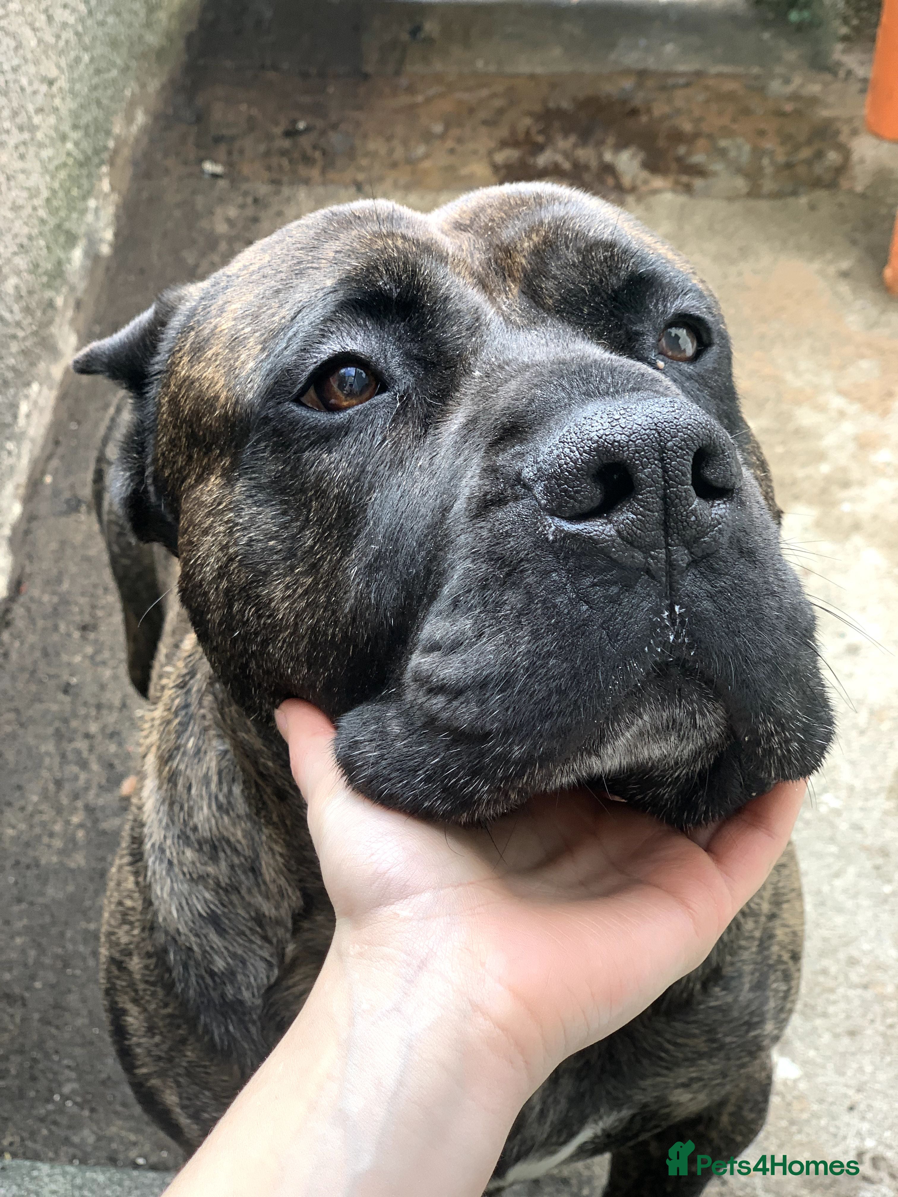 Beige Presa Puppies Pitbull Presa Presa Canario X American Bulldog