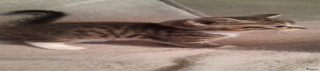 Mixed Breed Kitten 4