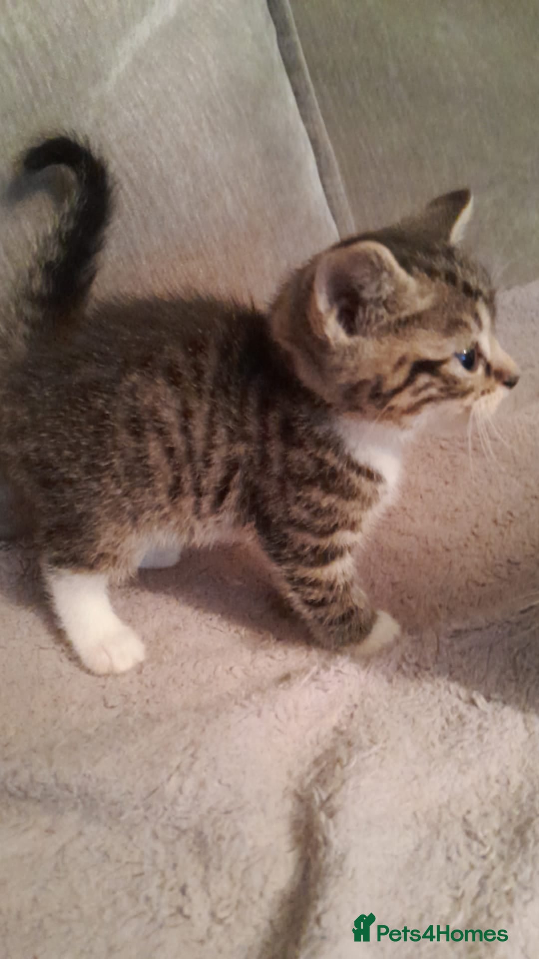 Mixed Breed cats for sale: Stunning British short hair x - Advert 11