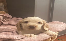 Cocker Spaniel dogs for sale: Kc - Beautiful show type cocker spaniel puppies  - Image 23