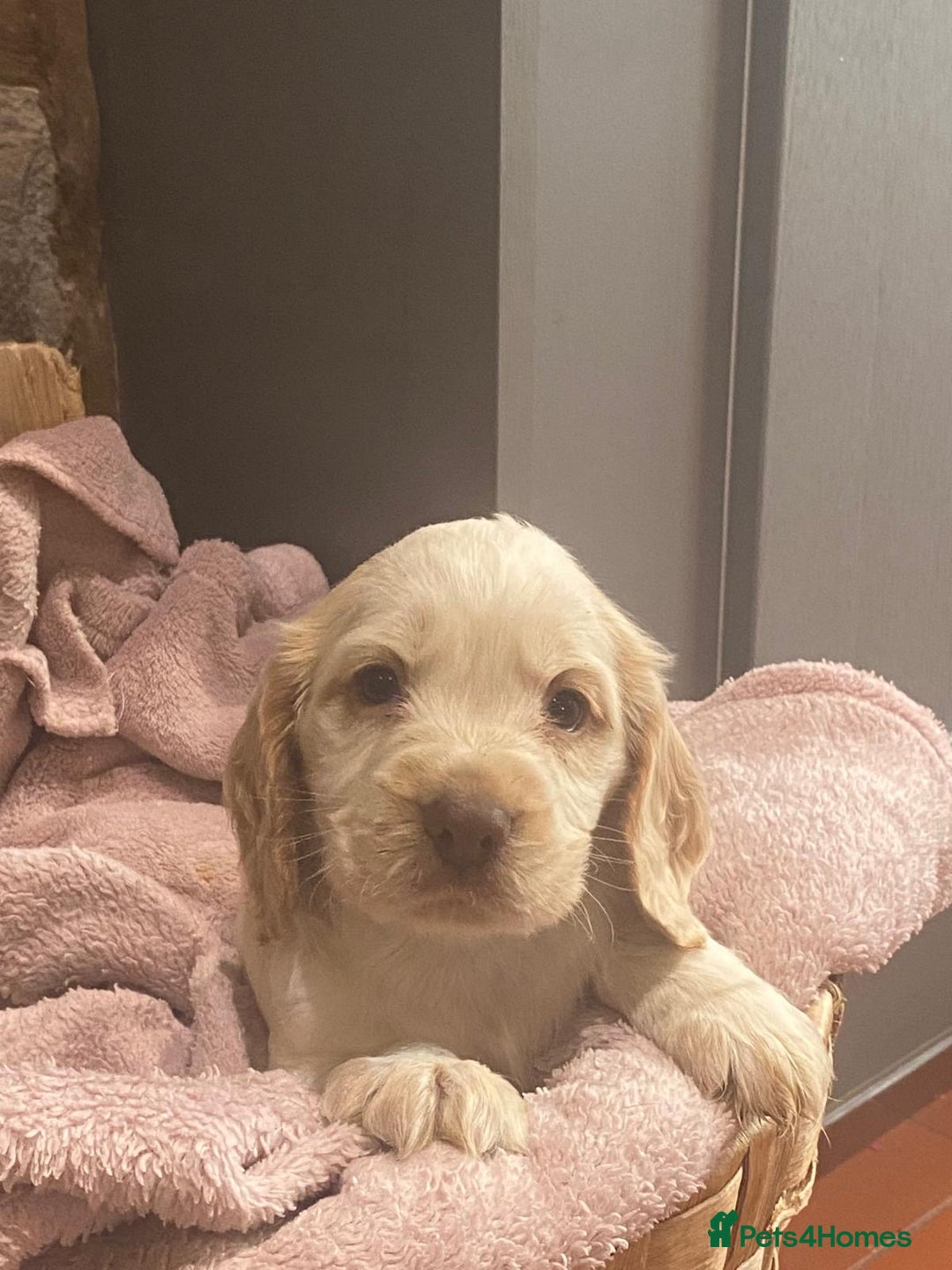 Cocker Spaniel dogs for sale: Kc - Beautiful show type cocker spaniel puppies  - Image 23