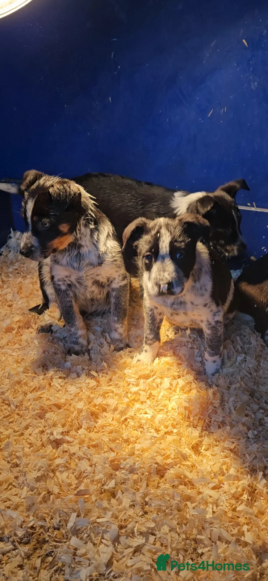 Mixed Breed dogs for sale: AUSTRALIAN CATTLE DOG X COLLIE PUPPIES - Advert 18