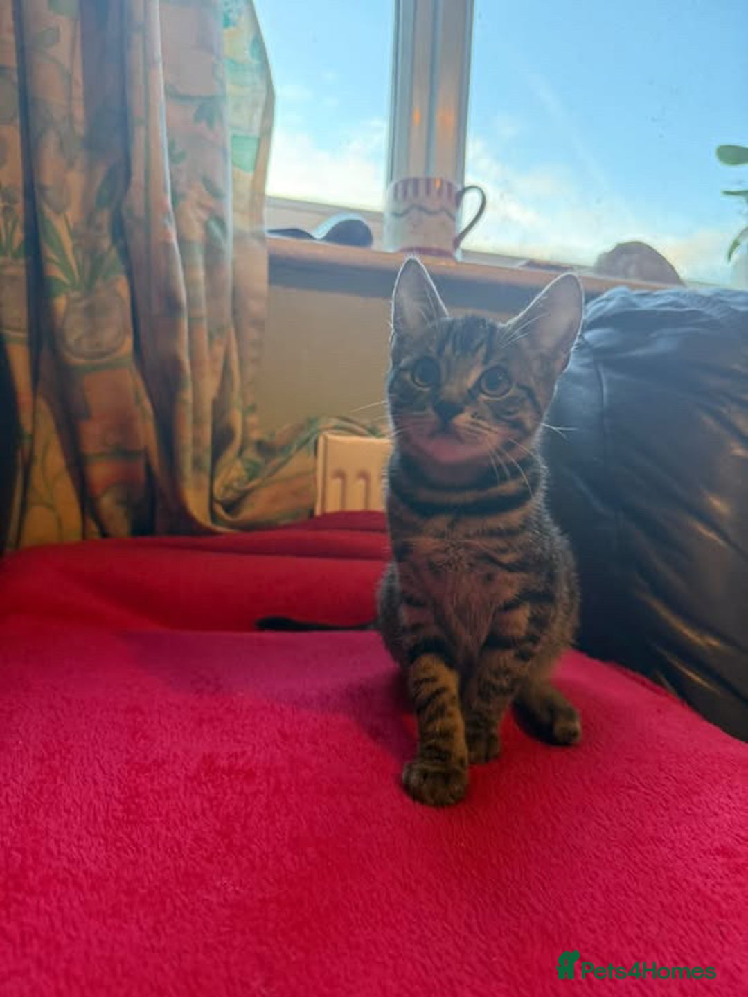 Mixed Breed cats for sale: Kittens for sale - Advert 3