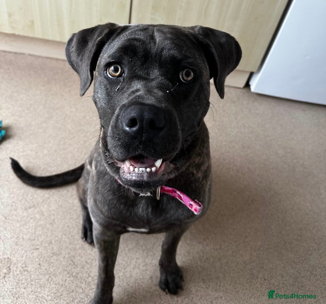 Mixed Breed dogs for sale: Cane corso x Staffordshire bull terrier  - Image 15