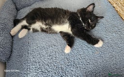Mixed Breed cats for sale: Few lovely kittens ready for new lovely homes ! - Image 20