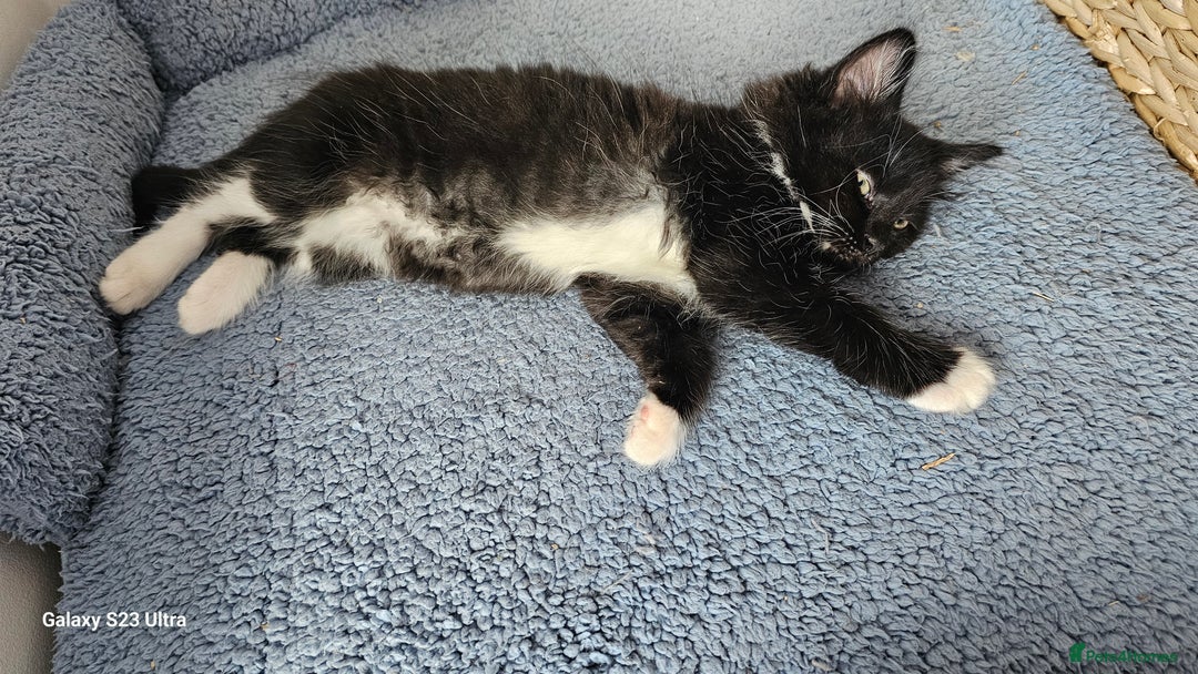 Mixed Breed cats for sale: Few lovely kittens ready for new lovely homes ! - Image 20