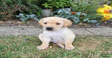 Labrador Retriever dogs - Advert 3
