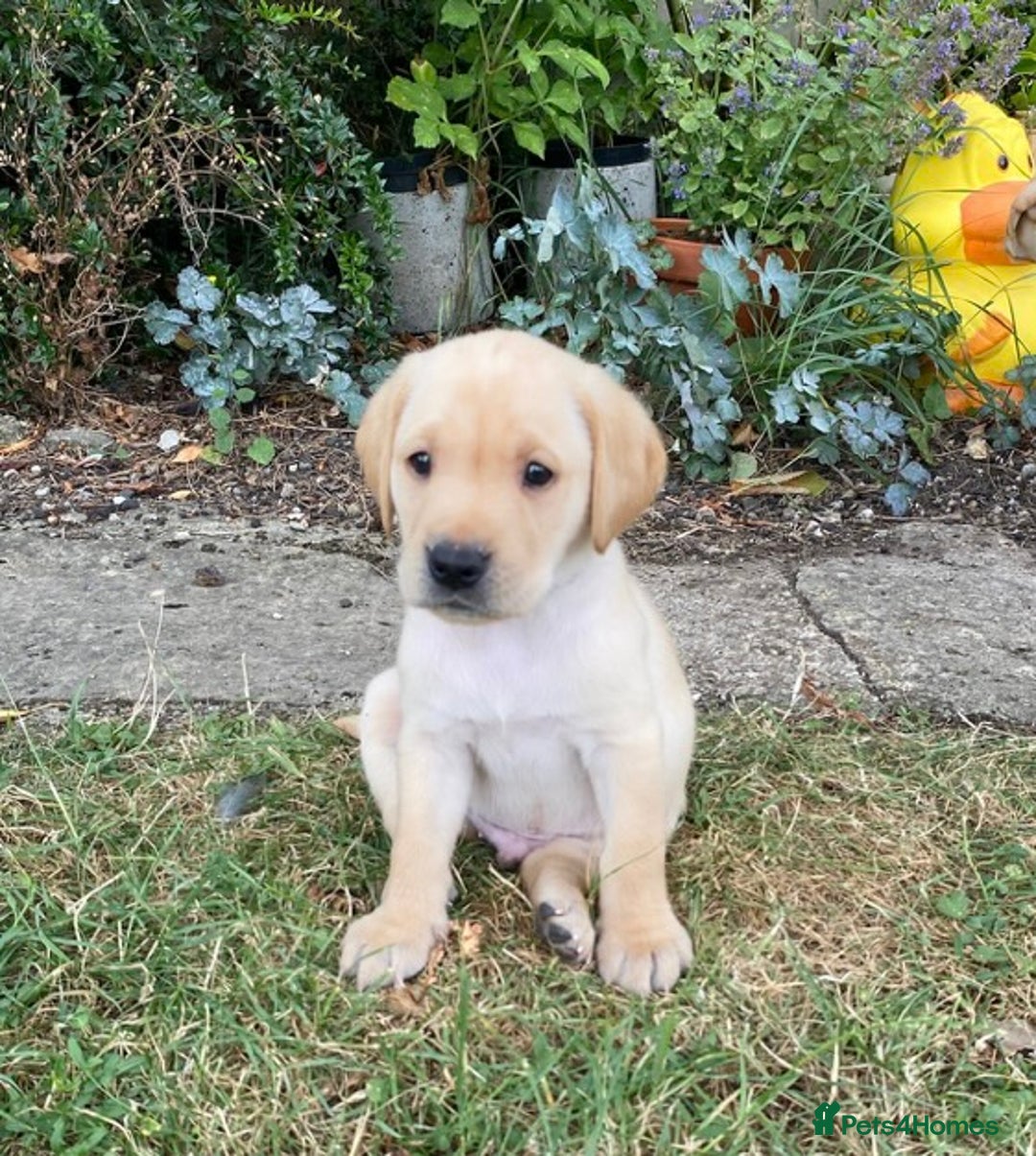 Labrador Retriever dogs for sale: Gorgeous Labrador puppies for sale - Image 17