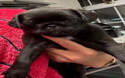 Pug dogs for sale: Beautiful exotic KC registered Pug puppies - Image 5