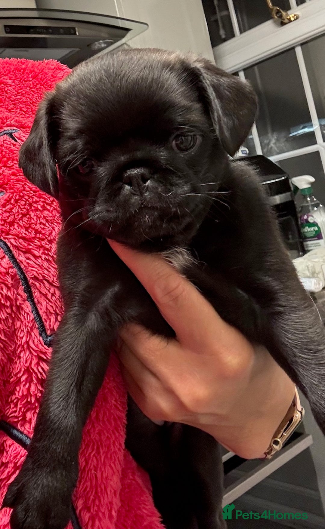 Pug dogs for sale: Beautiful exotic KC registered Pug puppies - Image 5