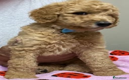 Standard Poodle dogs for sale: Stunning Standard poodles  in Loughborough - Image 31