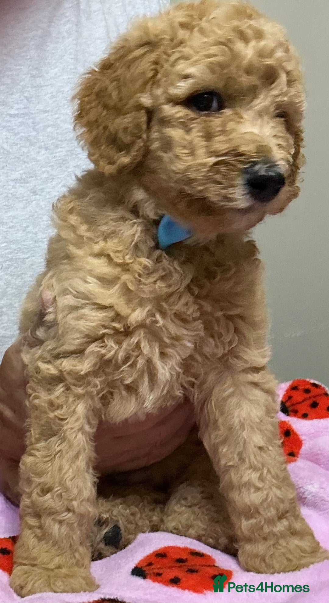 Standard Poodle dogs for sale: Stunning Standard poodles  in Loughborough - Image 31