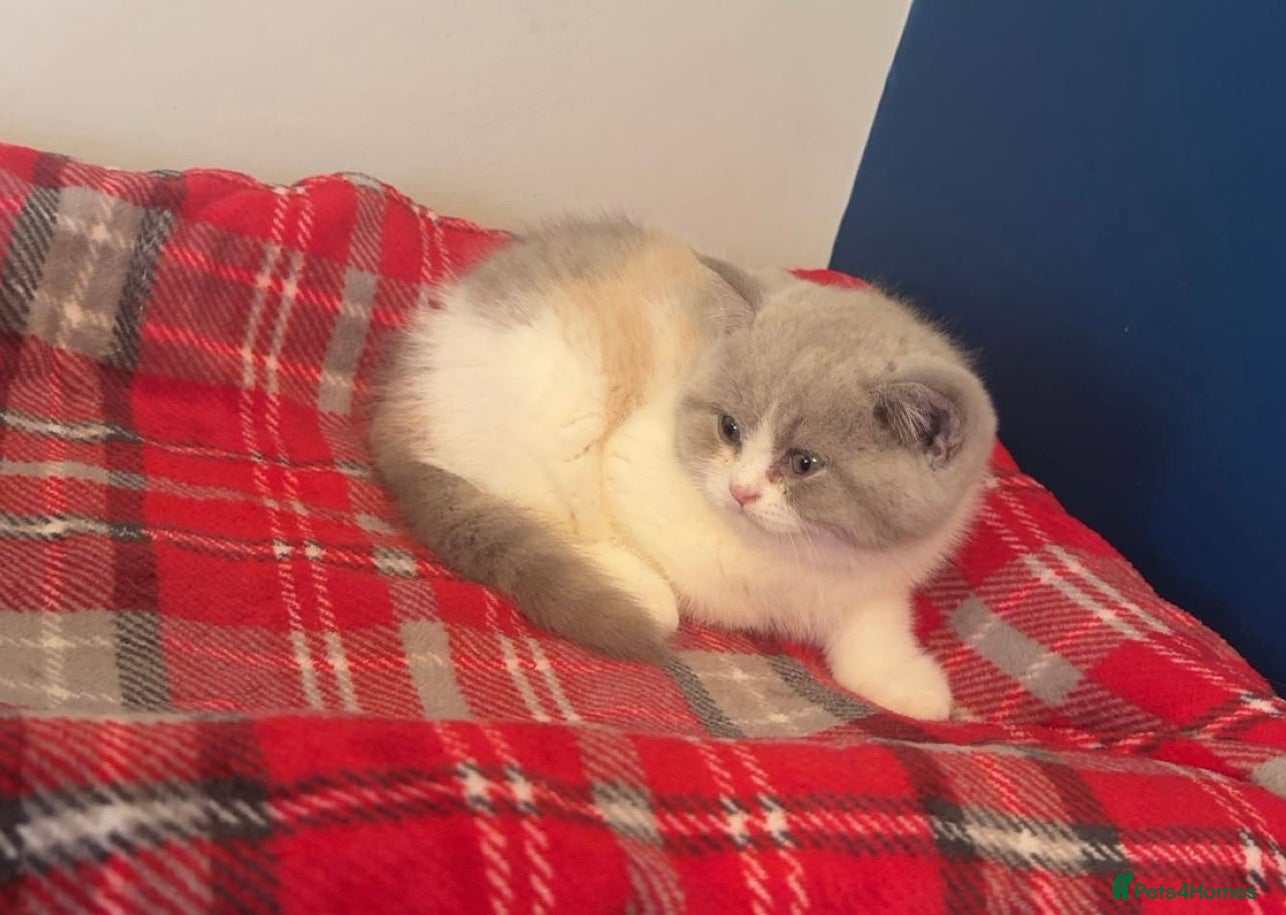 British Shorthair cats Stunning GCCF registered Lilac Tortie  - Advert 1