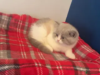 British Shorthair cats Stunning GCCF registered Lilac Tortie - Advert 1