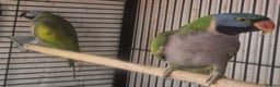 Parakeets birds for sale: Finches canarys doves parakeet  - Advert 10