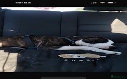 Mixed Breed dogs for sale: Staffy cross blue blood bulldog - Image 3
