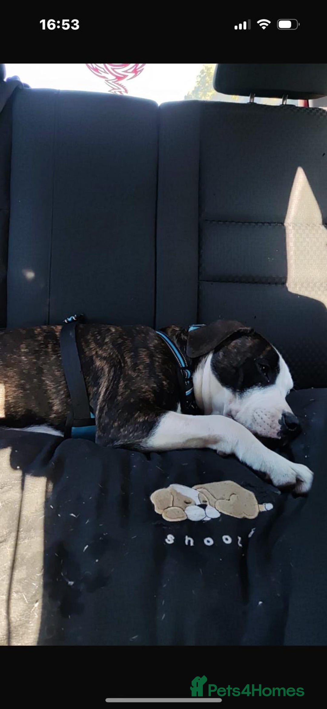Mixed Breed dogs for sale: Staffy cross blue blood bulldog - Image 3