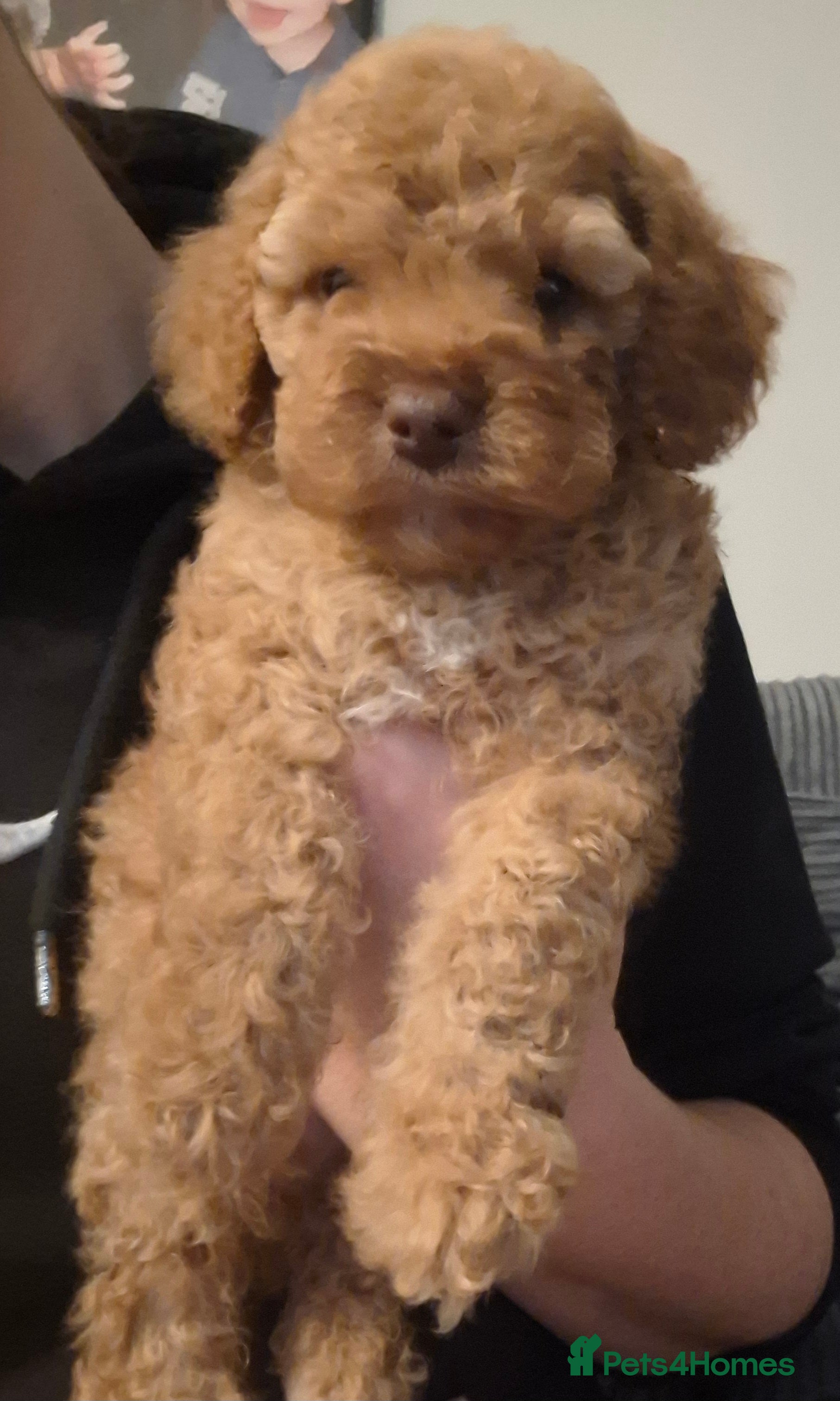 Cockapoo dogs Minature cockapoo puppies - Advert 12