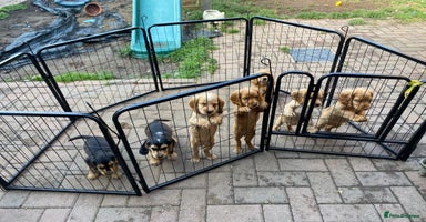 Cocker Spaniel dogs - Advert 14