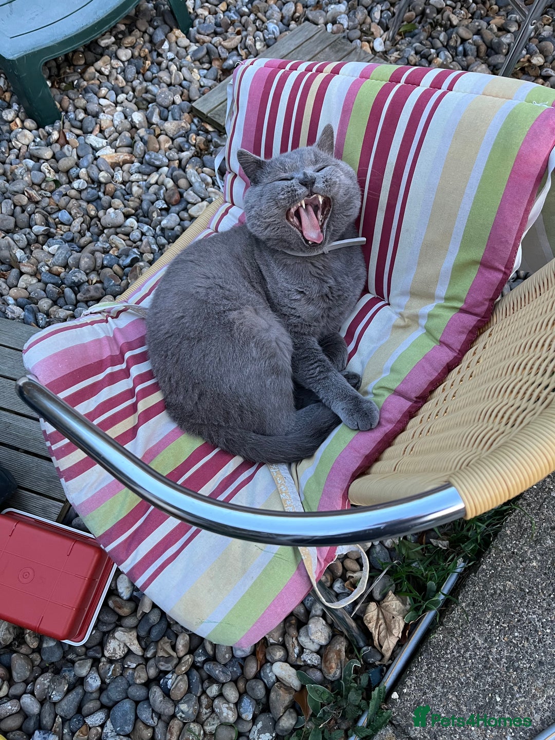 British Shorthair cats for sale: British shorthair  - Image 2