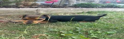 Jack Russell dogs for sale: Jack Russell terrier pups for sale - Advert 3