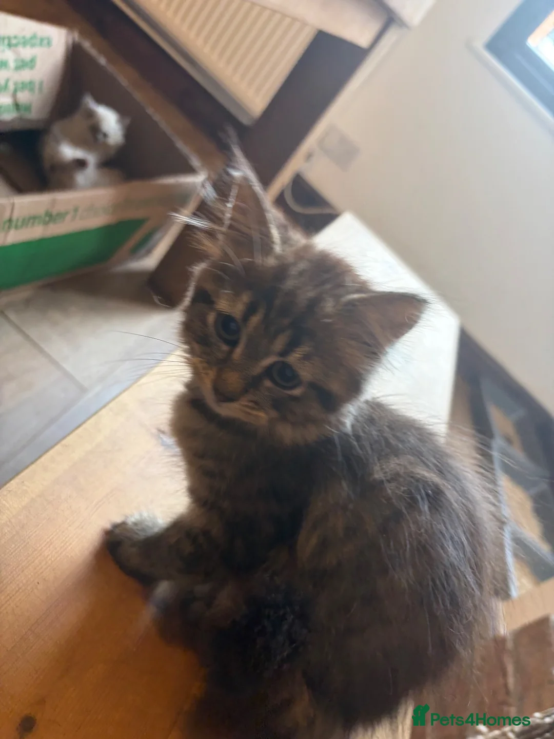 Siberian cats for sale: Two Siberian girls!! - Advert 13