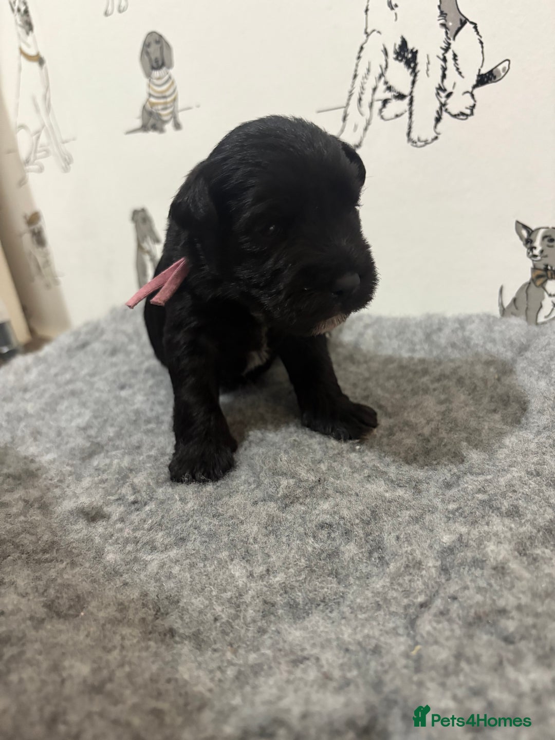 Miniature Schnauzer dogs for sale: KC Registered Miniature Schnauzer Puppies  - Advert 11