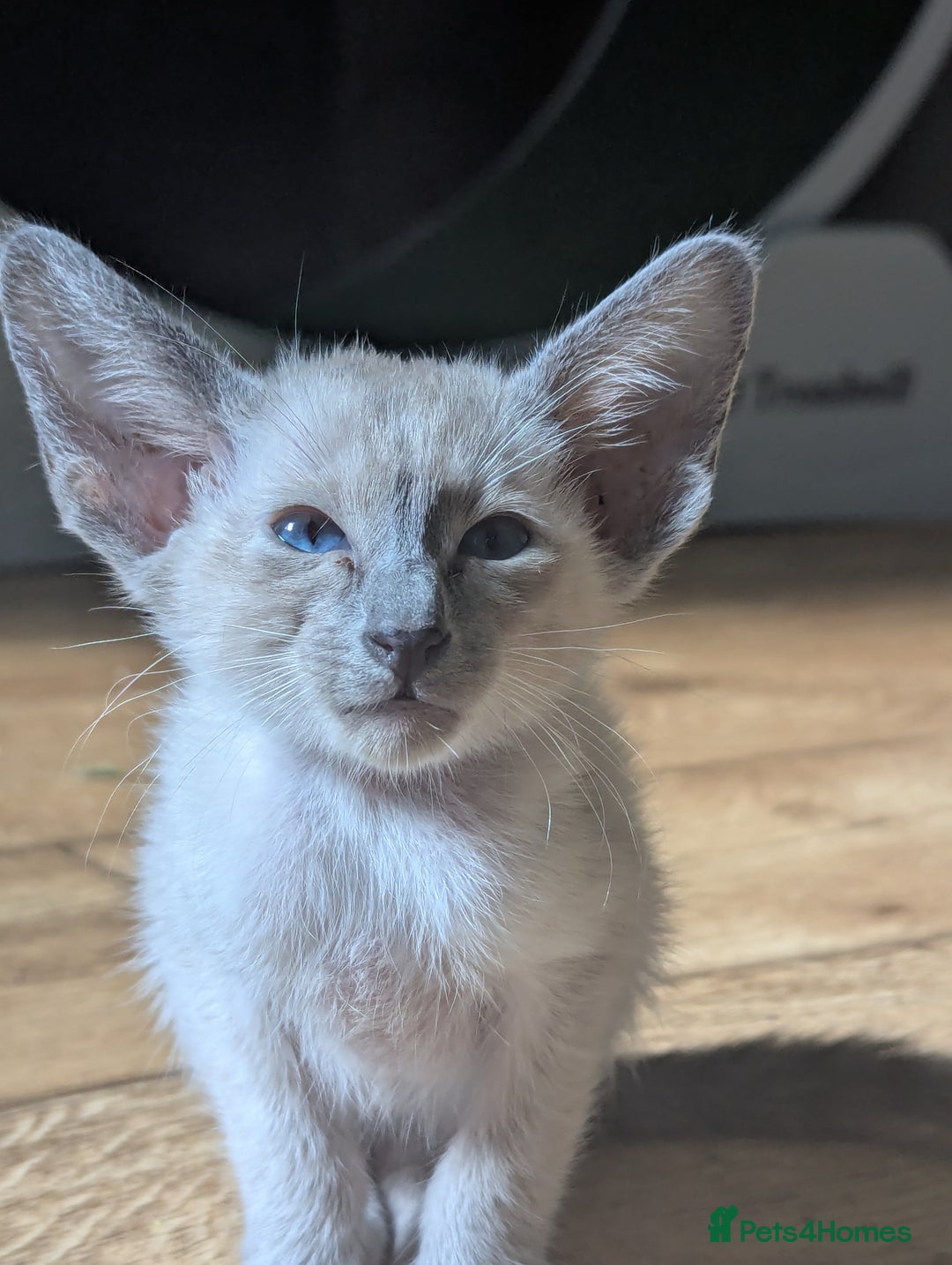 Siamese cats for sale: Loving friendly kittens seeking new slaves - Image 5