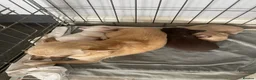Chihuahua dogs for sale: Puppies for sale - Advert 15