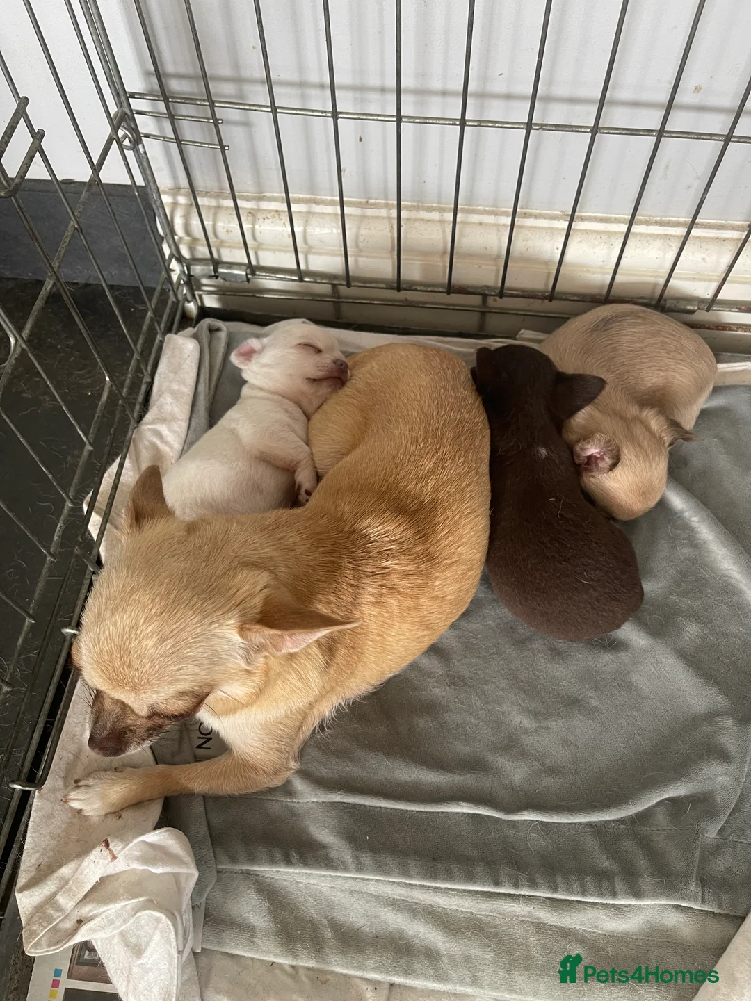 Chihuahua dogs for sale: Puppies for sale - Advert 15