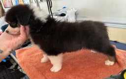 Australian Shepherd dogs for sale: 3 remaining- Beautiful Australian Shepherds  - Image 9
