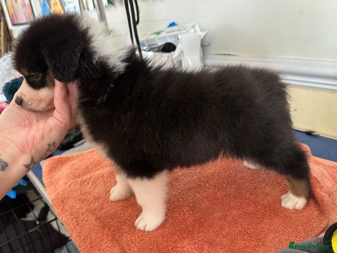 Australian Shepherd dogs for sale: 3 remaining- Beautiful Australian Shepherds  - Image 9