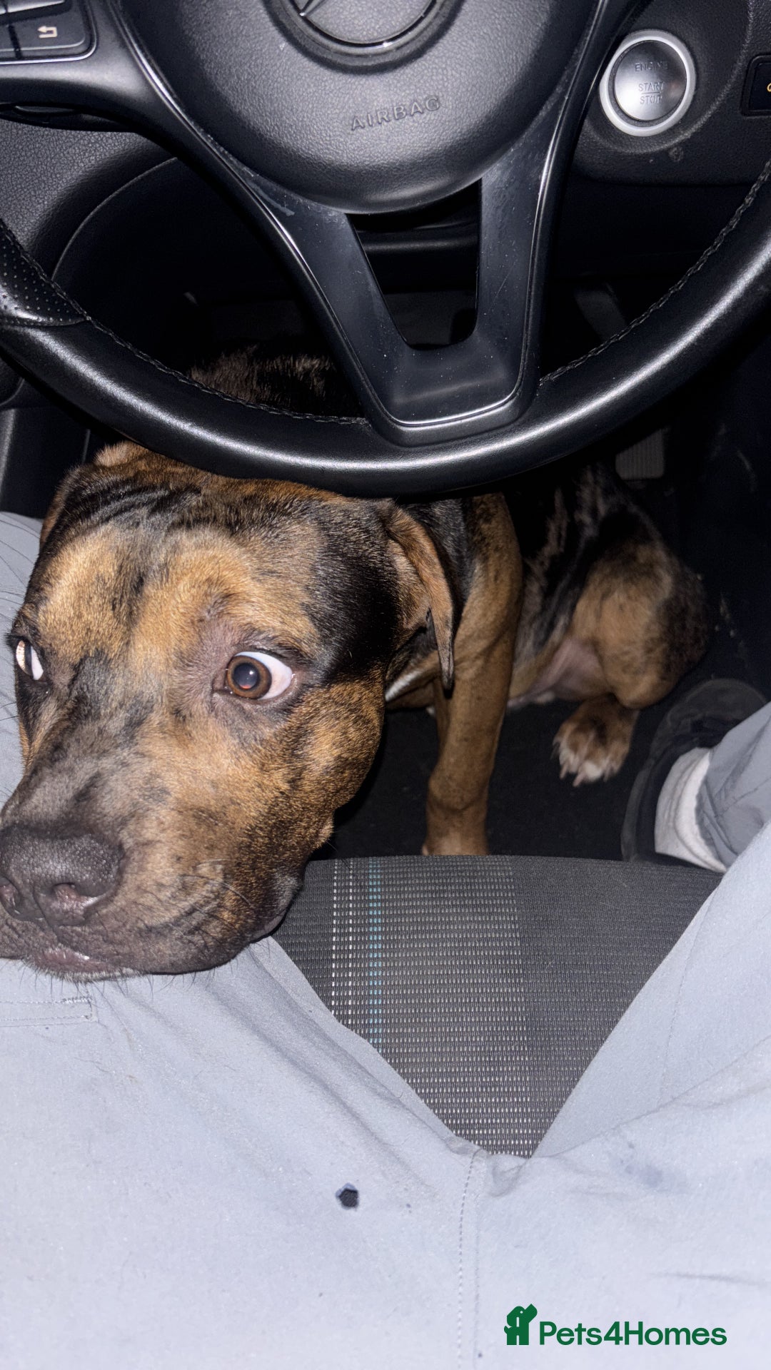 American Bully dogs for sale: American bully pup  - Advert 3