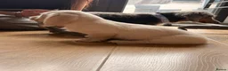Miniature Dachshund dogs for sale: Miniature Long Haired Dachshund  - Advert 4