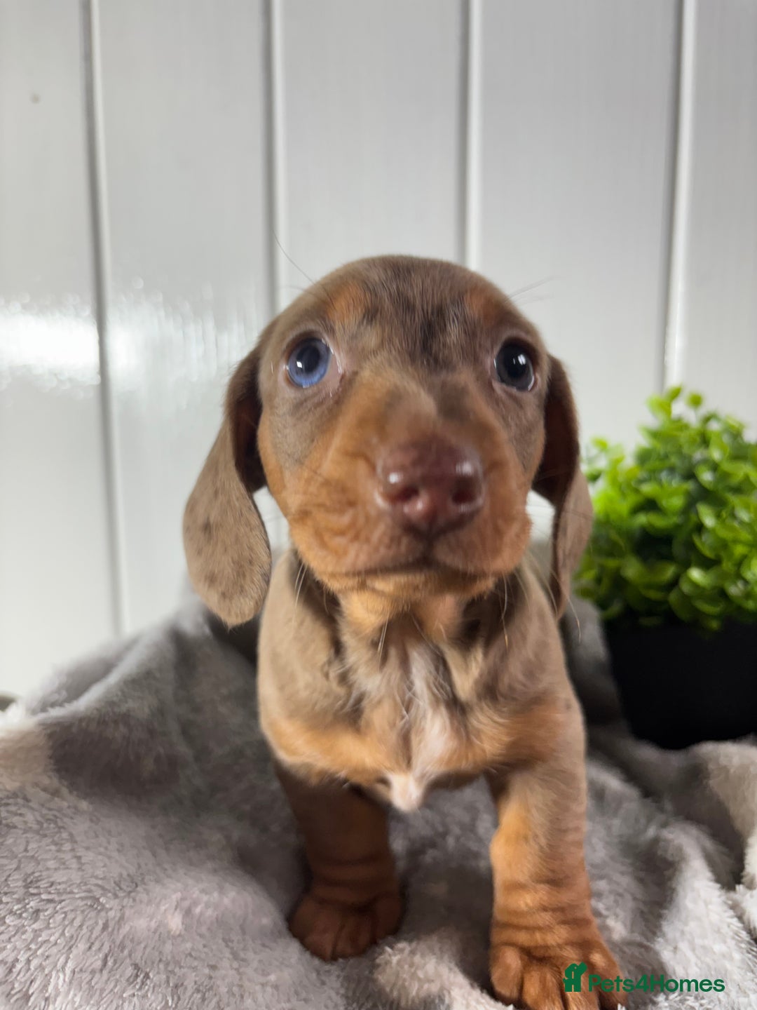Miniature Dachshund dogs for sale: Beautiful Dachshunds puppies  - Image 9