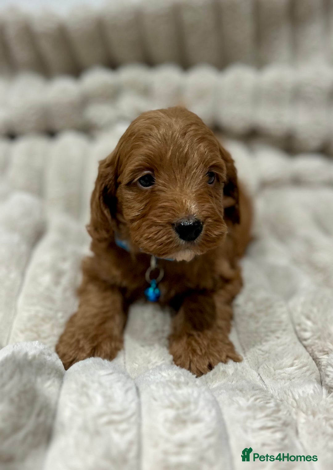 Cockapoo dogs for sale: Fox Red Cockapoo Puppies🎅 **  - Advert 2