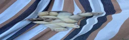 Ferret rodents for sale: Ferrets for sale  - Advert 10