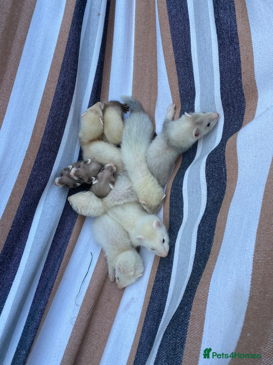 Ferret rodents for sale: Ferrets for sale  - Advert 10