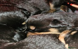 Rottweiler dogs for sale: Rottweiler puppies  - Image 6