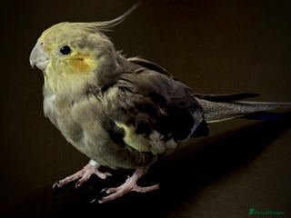Cockatiels birds Cockatiel - Advert 1