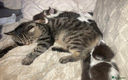 Mixed Breed cats for sale: Sweet Kittens  - Image 20