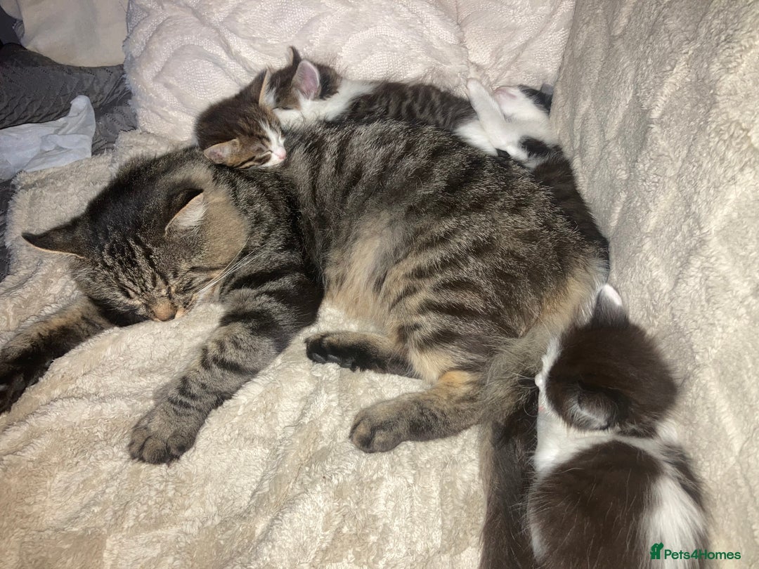 Mixed Breed cats for sale: Sweet Kittens  - Image 20